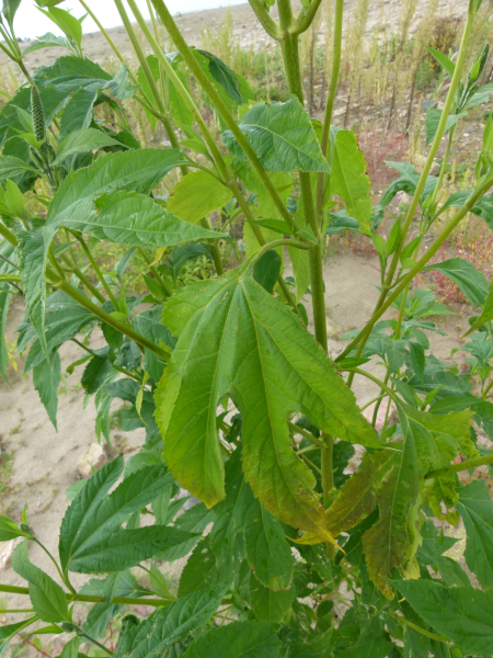 Pflanzenbild gross Dreispaltige Ambrosie - Ambrosia trifida