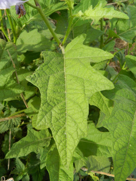 Pflanzenbild gross Carolina-Nachtschatten - Solanum carolinense