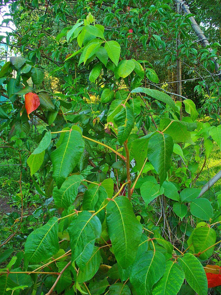 Pflanzenbild gross Kletternder Giftsumach - Toxicodendron radicans