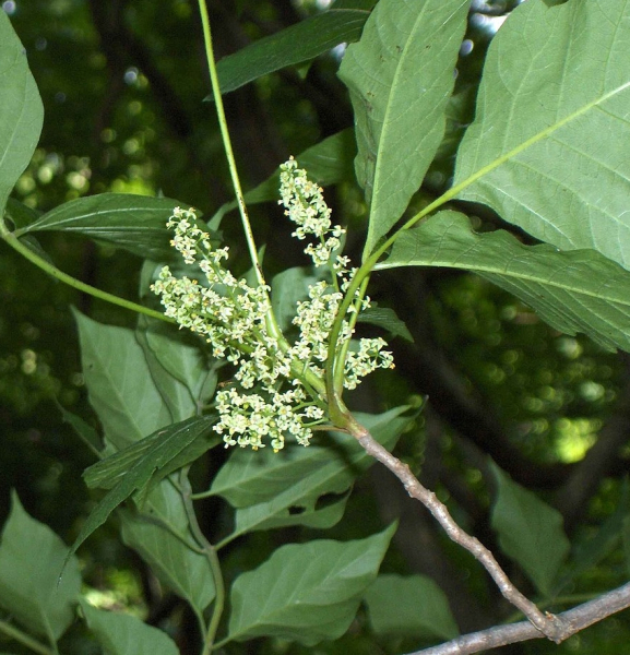 Pflanzenbild gross Kletternder Giftsumach - Toxicodendron radicans