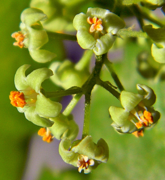 Pflanzenbild gross Kletternder Giftsumach - Toxicodendron radicans
