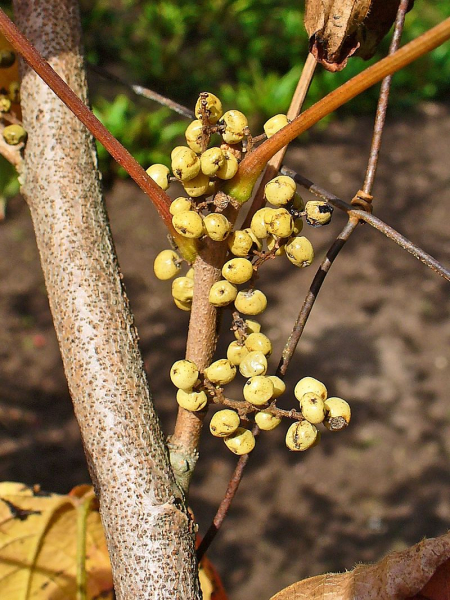 Pflanzenbild gross Kletternder Giftsumach - Toxicodendron radicans