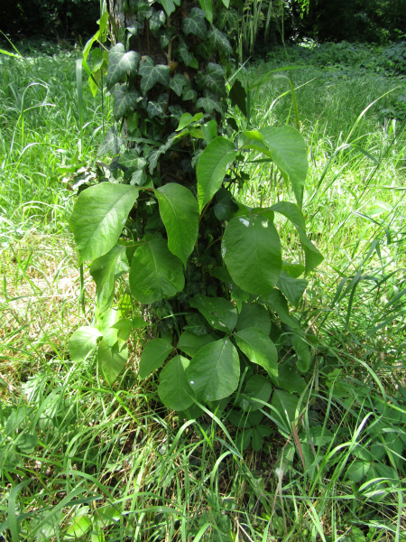 Pflanzenbild gross Kletternder Giftsumach - Toxicodendron radicans