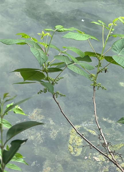 Pflanzenbild gross Kletternder Giftsumach - Toxicodendron radicans
