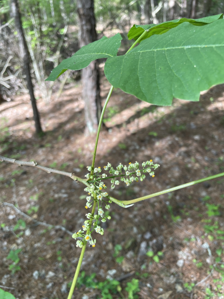 Pflanzenbild gross Kletternder Giftsumach - Toxicodendron radicans