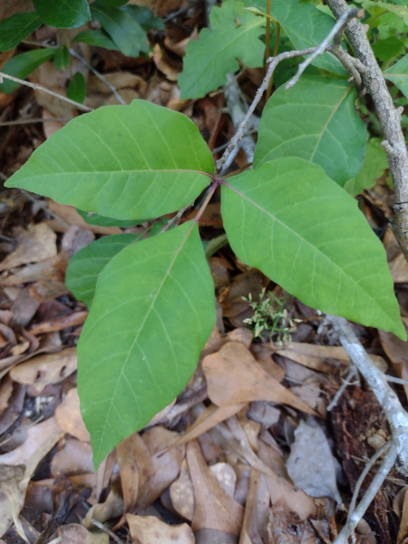 Pflanzenbild gross Kletternder Giftsumach - Toxicodendron radicans