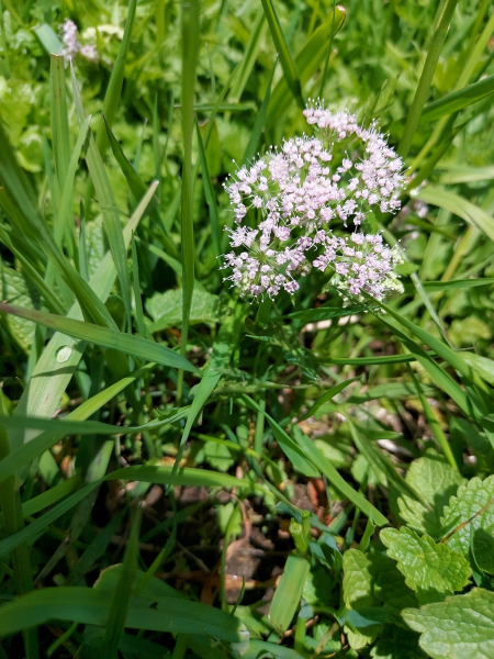 Pflanzenbild gross Wasserfenchel - Oenanthe javanica