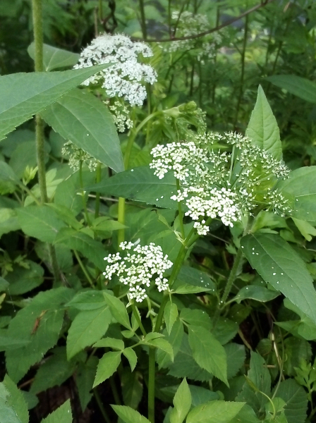 Pflanzenbild gross Wasserfenchel - Oenanthe javanica