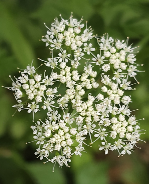 Pflanzenbild gross Wasserfenchel - Oenanthe javanica