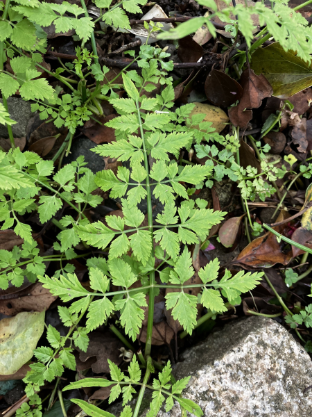 Pflanzenbild gross Wasserfenchel - Oenanthe javanica