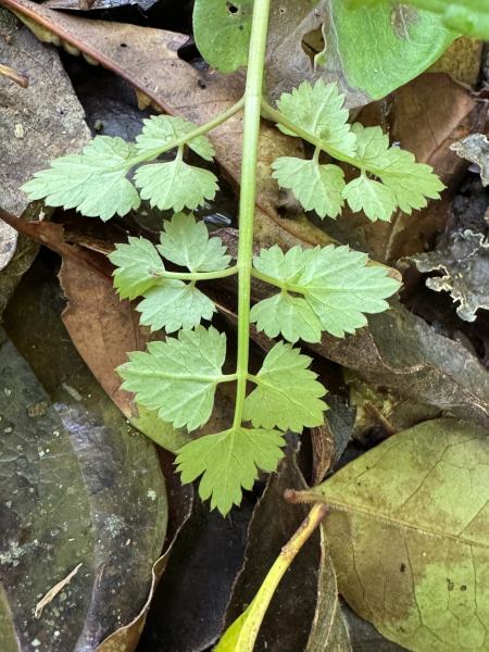 Pflanzenbild gross Wasserfenchel - Oenanthe javanica
