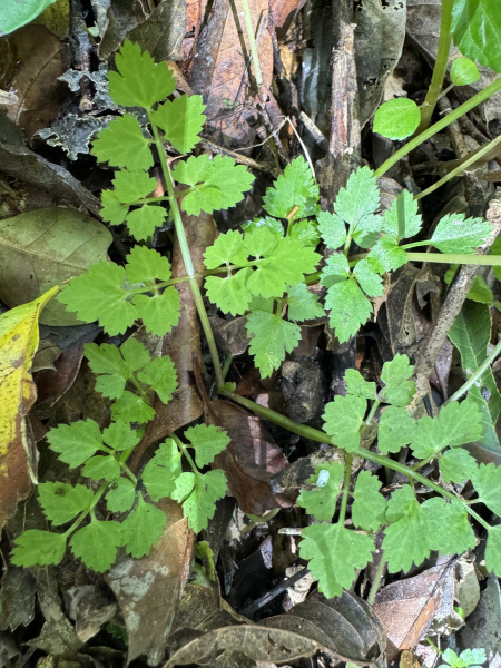 Pflanzenbild gross Wasserfenchel - Oenanthe javanica