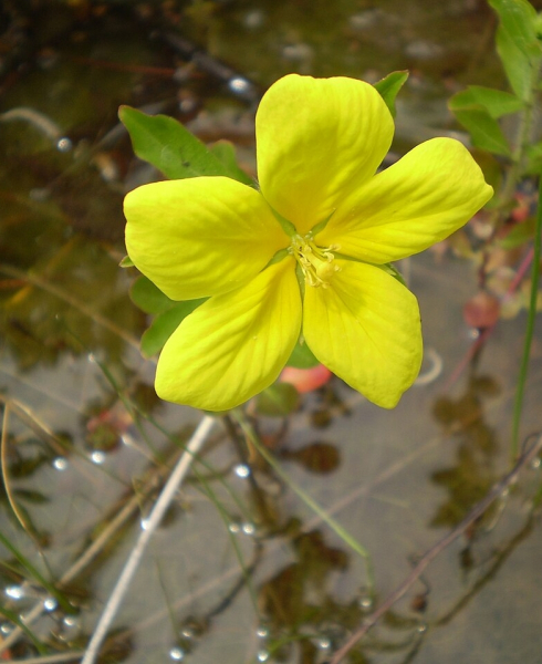 Pflanzenbild gross Grossblütiges Heusenkraut - Ludwigia grandiflora