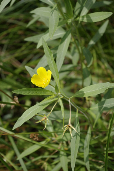 Pflanzenbild gross Grossblütiges Heusenkraut - Ludwigia grandiflora