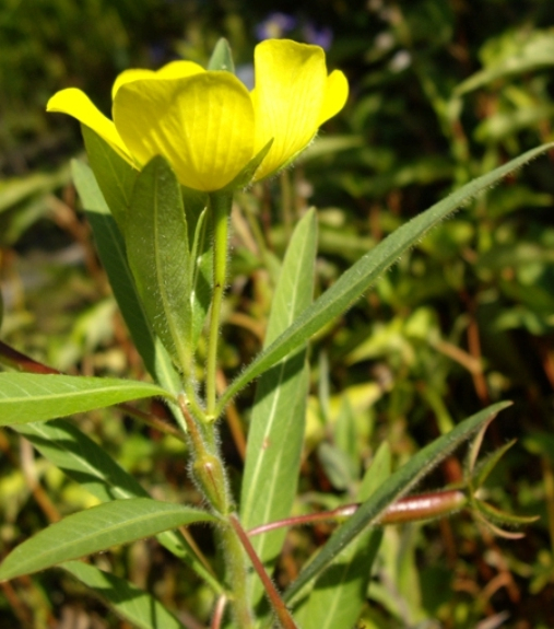 Pflanzenbild gross Grossblütiges Heusenkraut - Ludwigia grandiflora