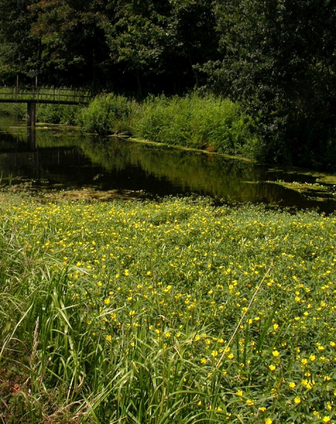 Pflanzenbild gross Grossblütiges Heusenkraut - Ludwigia grandiflora