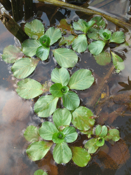 Pflanzenbild gross Grossblütiges Heusenkraut - Ludwigia grandiflora