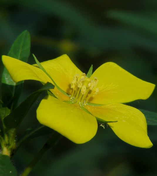 Pflanzenbild gross Grossblütiges Heusenkraut - Ludwigia grandiflora