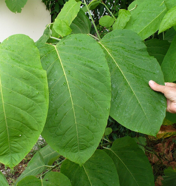 Pflanzenbild gross Sachalin-Staudenknöterich - Reynoutria sachalinensis