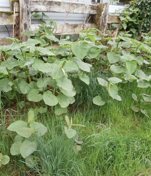Pflanzenbild gross Sachalin-Staudenknöterich - Reynoutria sachalinensis
