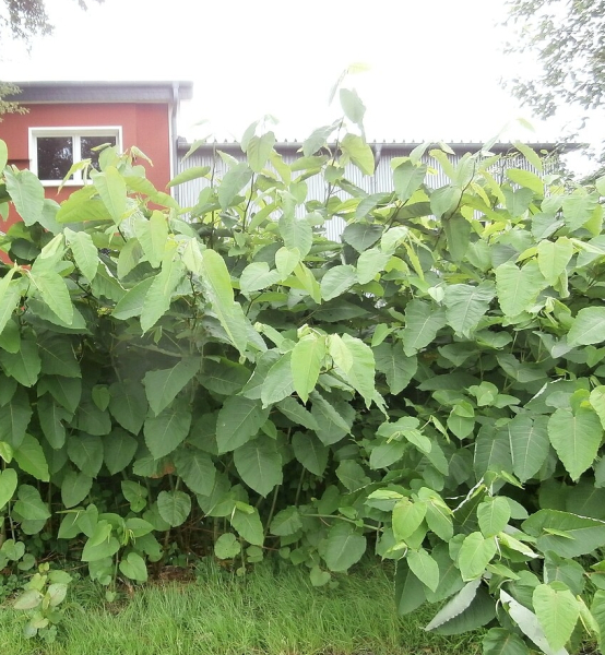 Pflanzenbild gross Sachalin-Staudenknöterich - Reynoutria sachalinensis
