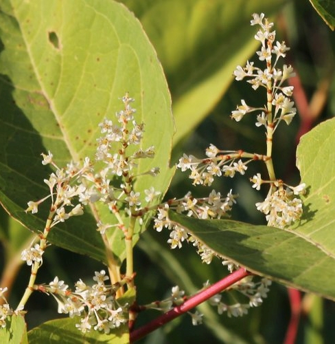 Pflanzenbild gross Sachalin-Staudenknöterich - Reynoutria sachalinensis