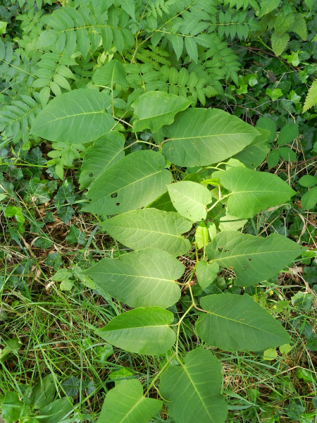 Pflanzenbild gross Sachalin-Staudenknöterich - Reynoutria sachalinensis
