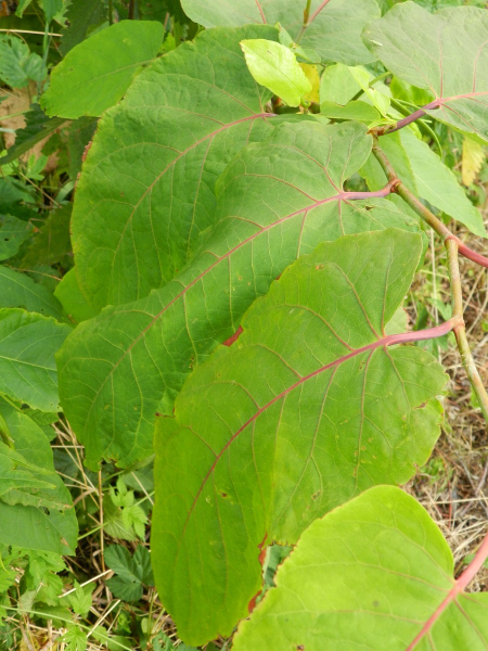 Pflanzenbild gross Sachalin-Staudenknöterich - Reynoutria sachalinensis
