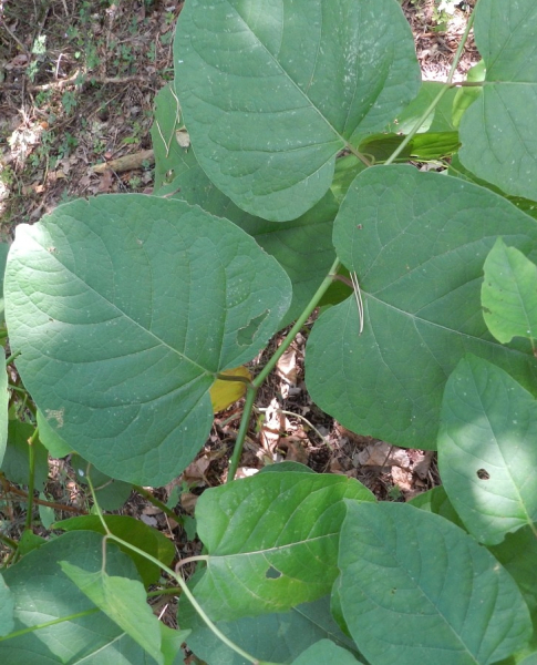 Pflanzenbild gross Sachalin-Staudenknöterich - Reynoutria sachalinensis
