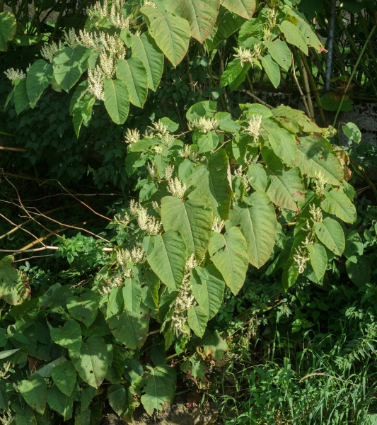 Pflanzenbild gross Sachalin-Staudenknöterich - Reynoutria sachalinensis
