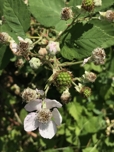 Pflanzenbild gross Armenische Brombeere - Rubus armeniacus