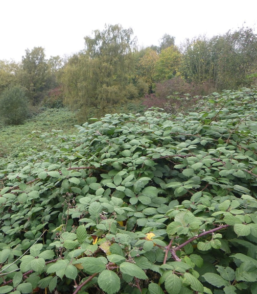 Pflanzenbild gross Armenische Brombeere - Rubus armeniacus