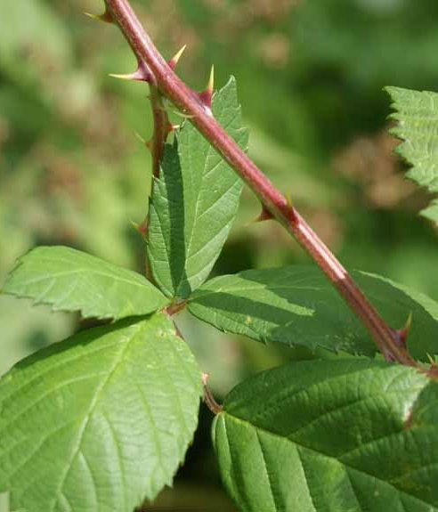 Pflanzenbild gross Armenische Brombeere - Rubus armeniacus