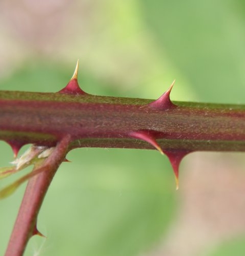 Pflanzenbild gross Armenische Brombeere - Rubus armeniacus