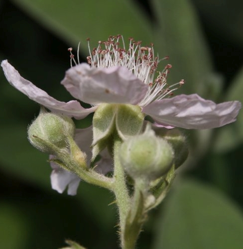 Pflanzenbild gross Armenische Brombeere - Rubus armeniacus