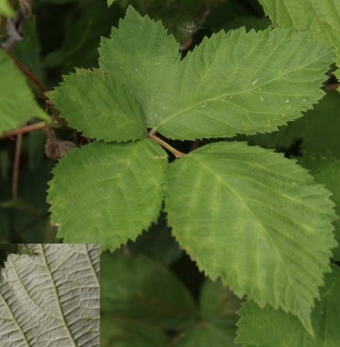 Pflanzenbild gross Armenische Brombeere - Rubus armeniacus