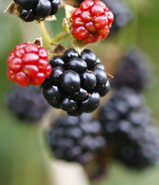Pflanzenbild gross Echte Brombeere - Rubus fruticosus aggr.
