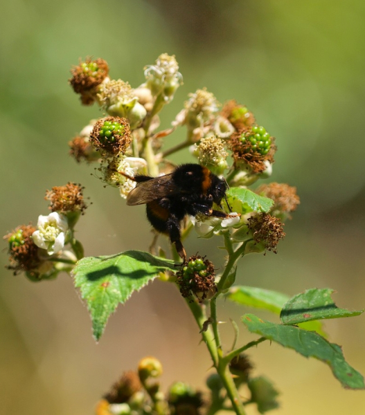 Pflanzenbild gross Echte Brombeere - Rubus fruticosus aggr.