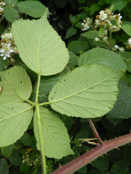 Pflanzenbild gross Echte Brombeere - Rubus fruticosus aggr.