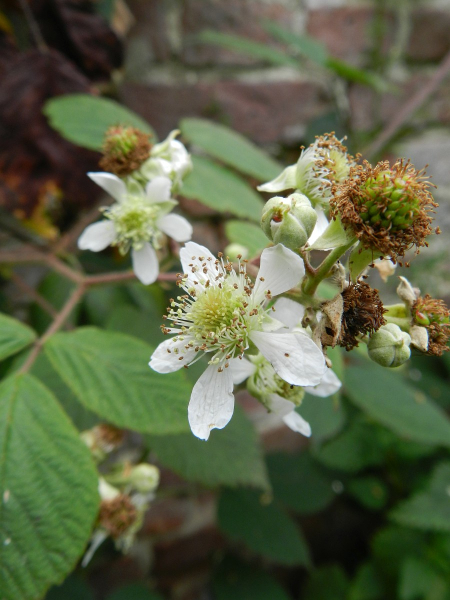 Pflanzenbild gross Echte Brombeere - Rubus fruticosus aggr.