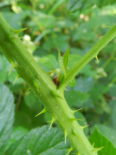 Pflanzenbild gross Echte Brombeere - Rubus fruticosus aggr.