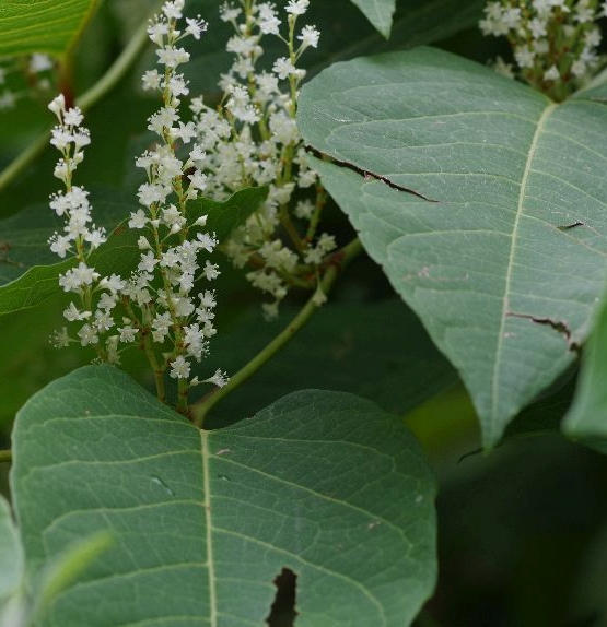 Pflanzenbild gross Bastard-Staudenknöterich - Reynoutria xbohemica