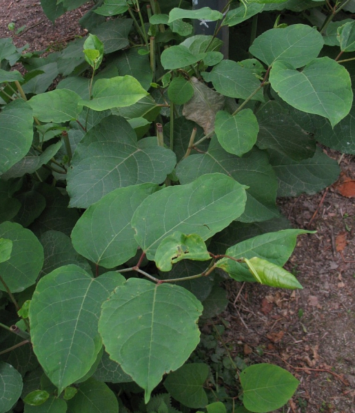 Pflanzenbild gross Bastard-Staudenknöterich - Reynoutria xbohemica