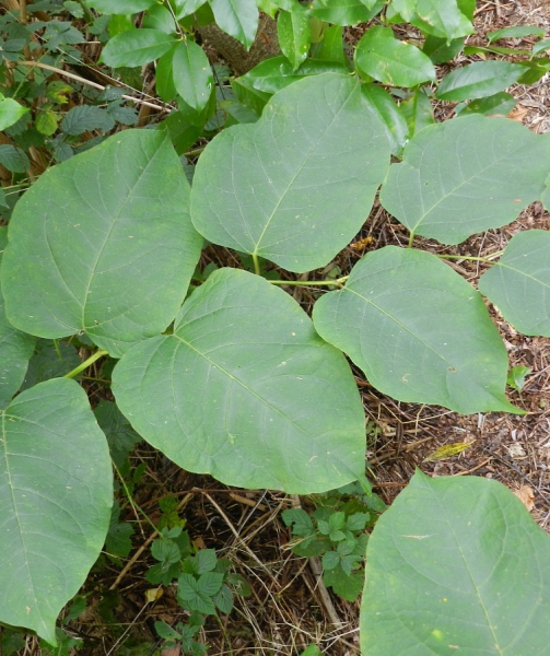 Pflanzenbild gross Bastard-Staudenknöterich - Reynoutria xbohemica