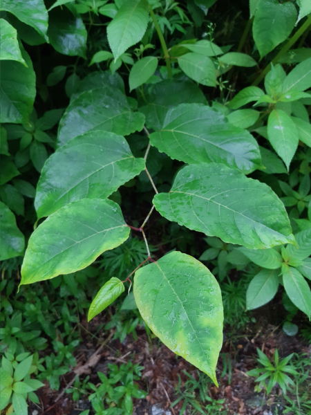 Pflanzenbild gross Bastard-Staudenknöterich - Reynoutria xbohemica