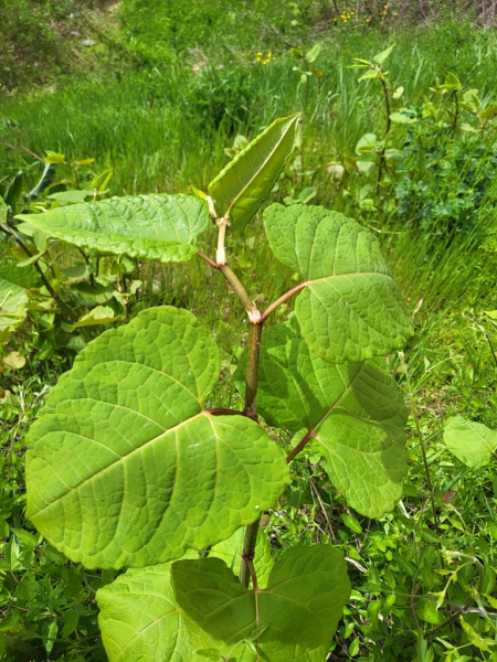 Pflanzenbild gross Bastard-Staudenknöterich - Reynoutria xbohemica
