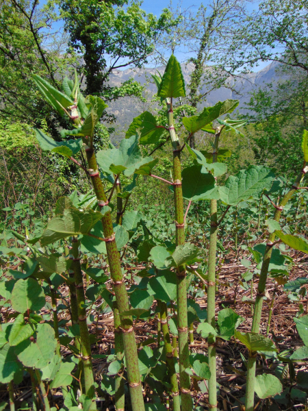 Pflanzenbild gross Bastard-Staudenknöterich - Reynoutria xbohemica