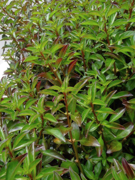 Pflanzenbild gross Kents Heusenkraut - Ludwigia xkentiana