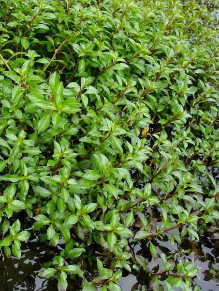 Pflanzenbild gross Kents Heusenkraut - Ludwigia xkentiana