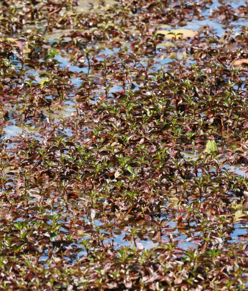 Pflanzenbild gross Kents Heusenkraut - Ludwigia xkentiana